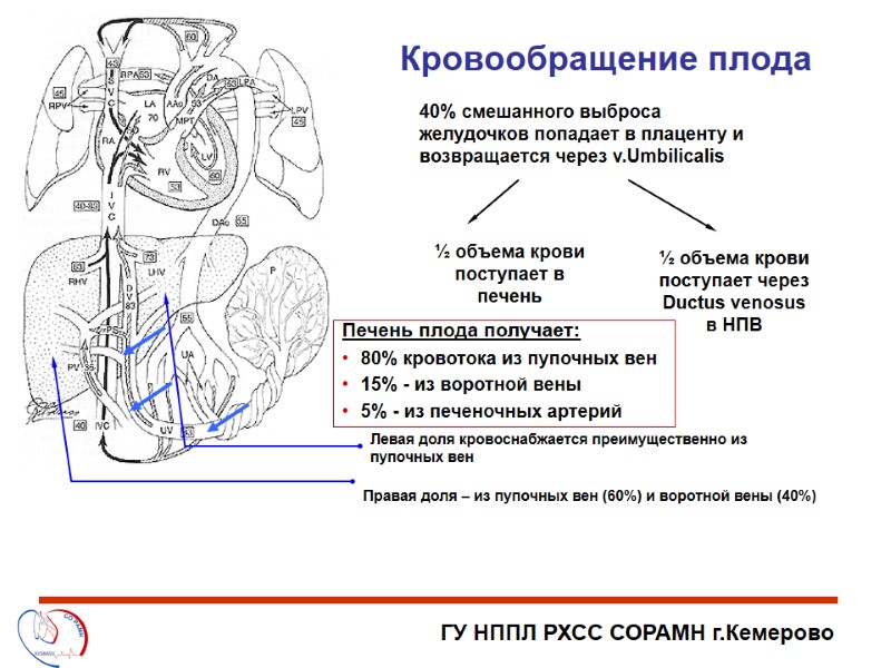 40% смешанного выброса желудочков попадает в плаценту и возвращается через v.Umbilicalis ½ объема крови